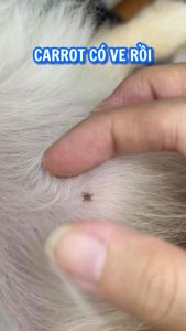 Sữa tắm thiên nhiên phòng và trị ve rận bọ chét cho Chó Mèo TropiClean Natural Kill Fleas Flea & Ticks 592ml