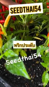 เมล็ดพริกประดับพริกช่อสายรุ้งพริกแฟนซี40-50เมล็ดสีสวยกินได้ทําพันธุ์ต่อได้