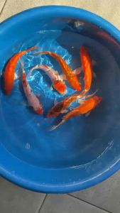 JAPAN KOI LOCAL BREED PREMIUM GRADE 6/7” 7pcs CNY COMBO RM888 only
