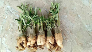 Combo 5 cây sứ thái giống gieo từ hạt