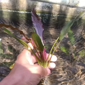 Ecinodorus tanaman hidup akuarium