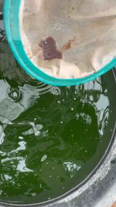 รีวิวกระชอน RS522 กระชอนไรแดง ผ้าละเอียดตาถี่ ชอนลูกไรได้สบาย รูปร่างกระชอนผ้าไร ประเภท