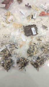 เมล็ดพันธุ์ ดอกไม้ นานาชนิด เมล็ดเยอะราคา เช่น คอสมอส, บานชื่น, สร้อยไก่, ดาวเรื่อง