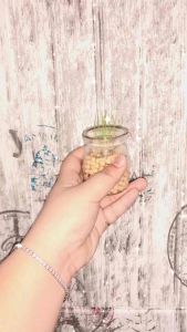 Bộ Kit Trồng Cây Mini Đủ Nước Cây Sẽ Tự Nảy Mầm