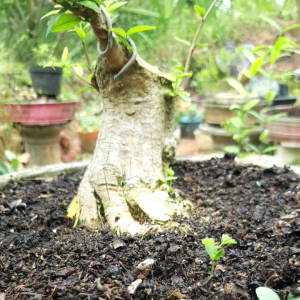 BONSAI ANTING PUTRI PROKAR BATANG BESAR