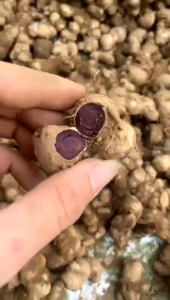 500g GỪNG ĐEN ( Ngãi đen.Ngãi tím) Lâu năm không pha trộn Hàng đào ở rừng sâu Tây Bắc