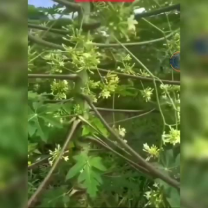 CÂY ĐU ĐỦ ĐỰC SIÊU BÔNG 5 cây