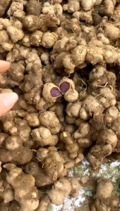 2Kg -NGÃI ĐENGỪNG ĐEN Tím Tây Bắc chính gốc đào núi