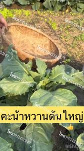 เมล็ดพันธุ์คะน้าหวาน สายพันธุ์จัมโบ้ (ต้นอวบใหญ่ สีเขียวสด ต้นใหญ่รสชาติหวานกรอบ ปลูกง่าย โตเร็วอวบใหญ่กรอบปลุกง่าย