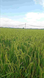 BENIH BIBIT PADI HIBRIDA SUPER UNGGUL per 1 kg Bibit Padi Kualitas Tinggi - Lazada