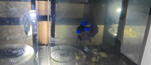 Wild Betta Hybird Smaragdina Guitar purple Ikan Laga Hybird Smaragdina guitar purple