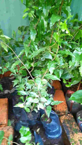chậu cây hồng quân cao 60cm cây đẹp có nhánh.