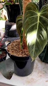 Tanaman hias Melanochrysum dengan turus dan pot