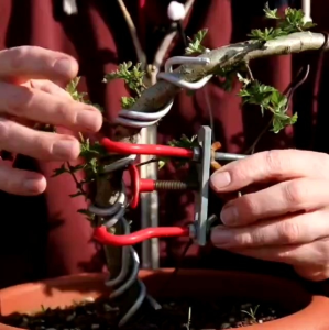 Aksesoris Bonsai Profesional: Alat Tekuk Batang & Branch Bender