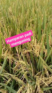 BENIH BIBIT PADI 303 AGT UNGGUL KEMASAN 2KG