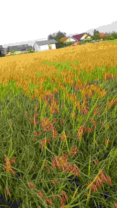 BENIH PADI SUPER KUALITAS UNGGUL PER 5KG