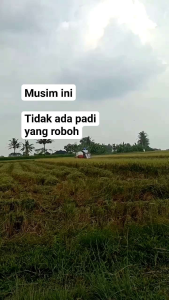 BENIH BIBIT PADI SEDAYU KUALITAS UNGGUL SUPER 1KG