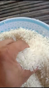 BENIH BIBIT PADI KABIR 07 KUALITAS UNGGUL SUPER GENJAH BERBOBOT TANAH CUACA PER 1KG