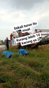 BENIH BIBIT PADI HIBRIDA SUPER GENJAH BERBOBOT KWALITAS UNGGUL