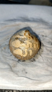 Batu Posil kerang kijing bungkem asli