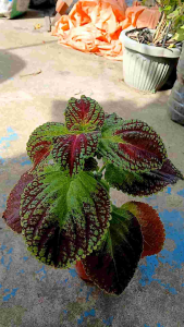 Rosie Red Coleus live plant in 3.5x3.5x8" black polybag