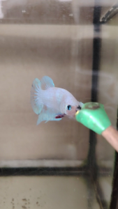 Haftmoon Plakat Betta Fish - White
