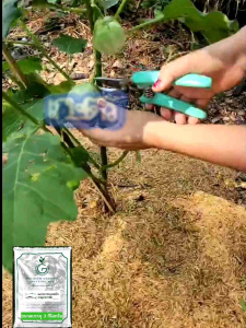 ผงปลาทะเลหมัก ปุ๋ยหมักชีวภาพ (บรรจุ 3 kg.) เนื้อปุ๋ยมีความละเอรยดฟูนุ่มน่าใช้ อุดมไปด้วยธาตุอาหารหลัก NPK ธาตุอาร รอง เสริม ฮอโมน กรดอะมิโน ไตรโคซาน เเคลเซี่ยม