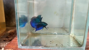 มหาชัยหางโพธิ์ (เพศผู้)