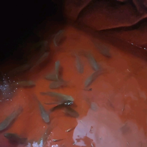 OBAT IKAN.VITAMIN IKAN.PENAMBAH NAPSU MAKAN IKAN.PERAWATAN AIR TIDAK CEPAT BAU.KOLAM TERPAL.TAMBAK.BUDIDAYA EMBER.OBAT UNTUK AIR KOLAM.SEMUA JENIS IKAN AIR TAWAR.TRITMEN AIR KOLAM.OBAT JAMUR IKAN.BUAT BIBIS PAKAN IKAN.PENCEGAHAN HAMA PENYAKIT IKAN