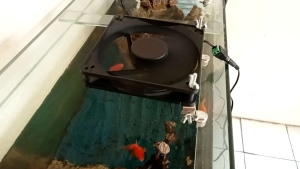 SINGLE DOUBEL FAN COOLING FAN KIPAS 14 CM PENDINGIN AQUASCAPE AQUARIUM AKUARIUM KOLAM MINI