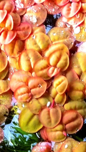 Buy rm12 free3guppy- RED floater / aquatic plant /Phyllanthus Fluitans /kiambang merah / pokok air kiambang merah / aquatic red floater plant