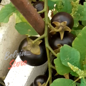 (-+100 butir) Benih tanaman tomat cherry hitam import [kemasan pabrik]