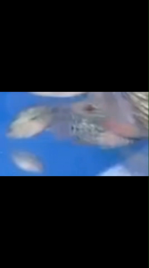 [1pcs] Flower Horn baby 2inch random color Live Fish Aquarium