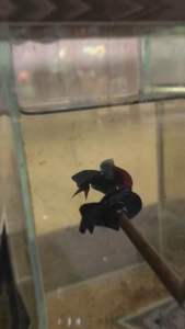 ไม้ล่อปลาปลาป่ามหาชัยน้ำเงิน