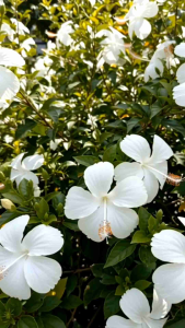 ชบาหนูสีขาว กระถาง 11 นิ้ว ต้นสวยและแข็งแรง (กทม)