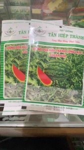 [ Gói 20gr] Hạt Giống Dưa Hấu Thành Long Lai F1 SUGAR 688 520 Hạt kháng bệnh than thư