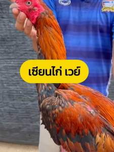 เซียนไก่เวย์🐓เวย์โปรตีนไก่ชน 1กระปุกได้ถึง200แคปซูล บินดีไม่มีตก วิ่งทน วิ่งอึด เสริมกร้ามเนื้อ บำรุงไก่ชน เสริมกระดูก เดือย เล็บ หน้าแดง