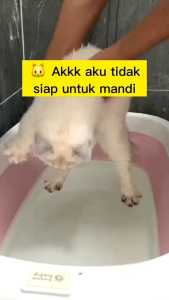 PET BRUSH SILIKON SIKAT PIJAT & MANDI KUCING