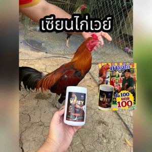 เซียนไก่เวร์ 💥🐥เวร์โปรตีสำหรับไก่ 200เเคปซูล เพียง 200.-เสริมสร้างกล้ามเนื้อให้ไก่ ฟื้นฟูกล้ามเนื้อหลังออกกำลังกาย กล้ามเนื้อดี บินดี ตีแรง ไม่มีสารที่เป็นอัตรายต่อไก่ เป็นเวย์ธรรมชาติ