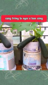 Hạt giống bí ngòi dài xanh cao sản (2 gram) - chịu nhiệt tốt dễ trồng cho năng suất cao