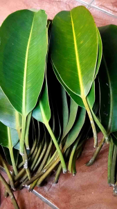 Daun karet kebo segar petik langsung fresh-az