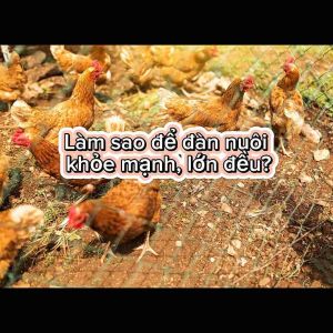 AZ SELEN VIT – Bổ sung vitamin khoáng tăng đậu thai dưỡng buồng trứng kéo dài thời gian đẻ – Gói 100g