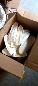 CUTTLEBONE for birds pets etcgood source of Calcium /vitamins for our bird pets.