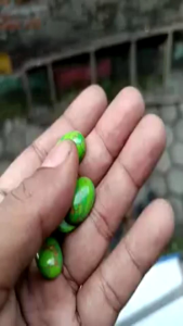 Batu Akik Pirus Hijau Urat Mas 18x13 mm