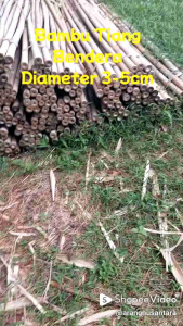 Bambu Tiang Bendera Umbul2 Bambu Apus Panjang 3m Untuk Jemuran Dan Bahan Tongkat Pramuka - Lazada