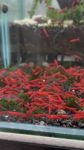 High Grade Cherry Shrimp ( Neocaridina Shrimp ) Planted Tank Decorative Aquarium Shrimp