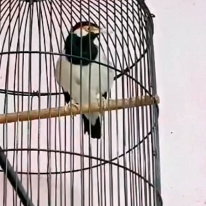Voer Jalak. Voer Murai. Voer Trucuk. Voer Cucak Ijo. Pur Kicau Aroma Buah Segar Untuk Burung Kicauan.