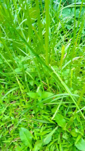 Paket Grosir Sandal Karet Pria Beli 1 Dapat 6