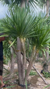 Cây phát tài 2 tầng cao 1 m2 đến1 m6