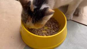 คอลลาเจน-เสริมแคลเซียม-บำรุงข้อต่อ-ขน ผิวหนัง-โรยในอาหารสุนัขแมว - 1 หนัง (100 กราฟ)